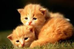 Dva oranžna in en sivi mladiček nujno potrebujejo človeško pomoč, da preživijo! Vir: Facebook DZZŽ MB