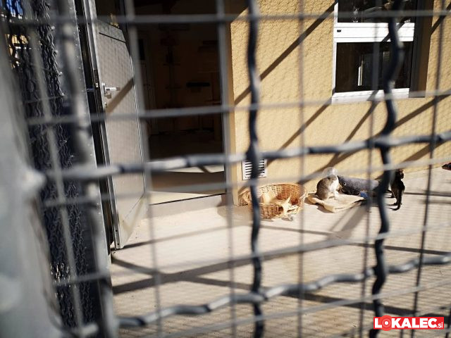 dan odprtih vrta azil maribor, Zavetišče za živali (5)